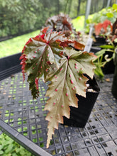 Load image into Gallery viewer, Begonia Serratipetala 2.5" pot Fedex 2day*