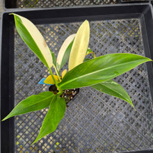 Load image into Gallery viewer, Philodendron Wend Imbe, Exact Plant Variegated Ships Nationwide
