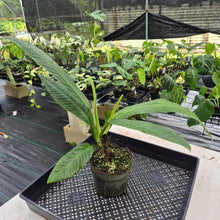 Load image into Gallery viewer, Philodendron Campii Lynette exact plant, Fedex 2day