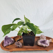 Load image into Gallery viewer, Philodendron Hederaceum, Heart Leaf Variegated 4" pot, Fedex 2day*