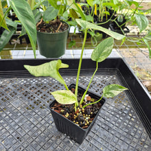 Load image into Gallery viewer, Monstera Deliciosa White Monster , Exact Plant Variegated Ships Nationwide