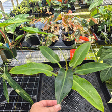 Load image into Gallery viewer, Philodendron Giant Orlando, Exact Plant Ships Nationwide