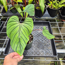 Load image into Gallery viewer, Philodendron Plowmanii, Exact Plant Ships Nationwide
