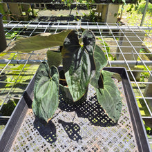 Load image into Gallery viewer, Anthurium Ace Of Spades X Papillilaminum exact plant, Fedex 2day*