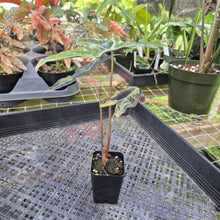 Load image into Gallery viewer, Alocasia sanderiana 'Nobilis' Aurea, Exact Plant Ships Nationwide