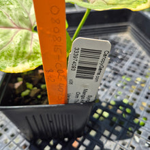 Load image into Gallery viewer, Syngonium Mango Allusion, Orm Thong Variegated exact plant, Fedex 2day*