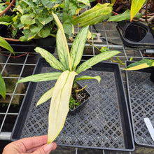 Load image into Gallery viewer, Aglaonema Ice Queen, Silver Queen, Exact Plant Variegated Ships Nationwide