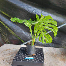 Load image into Gallery viewer, Monstera Thai Constellation, Exact Plant Variegated Ships Nationwide