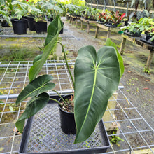 Load image into Gallery viewer, Philodendron Cordatum Kunth, Exact Plant