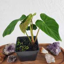 Load image into Gallery viewer, Philodendron Verrucosum Pseudoverrucosum Croat 4" pot, Fedex 2 day*