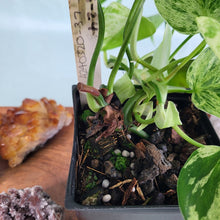 Load image into Gallery viewer, Philodendron Hederaceum, Heart Leaf Variegated 4" pot, Fedex 2 day*