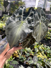 Load image into Gallery viewer, Alocasia Venom 4" pot, Fedex 2day*