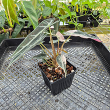 Load image into Gallery viewer, Alocasia 'Bambino Arrow' pink, Exact Plant Ships Nationwide