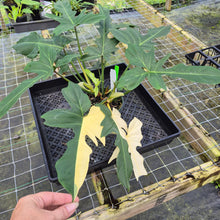 Load image into Gallery viewer, Philodendron Golden Dragon, Exact Plant Variegated