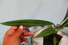 Load image into Gallery viewer, Anthurium Bakeri 4" pot, Fedex 2day*