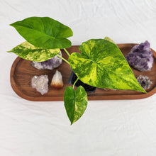 Load image into Gallery viewer, Alocasia Gageana Aurea, Exact Plant Variegated