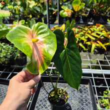 Load image into Gallery viewer, Anthurium Anuenue Obake Bicolor pink/green Fedex 2day