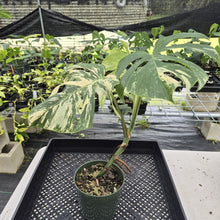 Load image into Gallery viewer, Monstera Borsigiana Albo Deliciosa Variegated exact plant, Fedex 2day