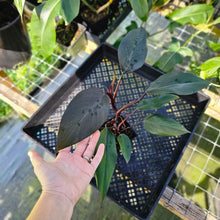 Load image into Gallery viewer, Philodendron Royal Queen 4" pot, Fedex 2day*