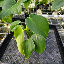 Load image into Gallery viewer, Philodendron Rugosum, Exact Plant