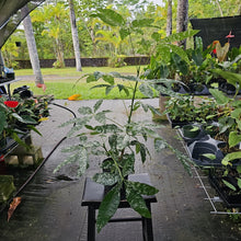 Load image into Gallery viewer, Pachira Aquatica Money Tree, Exact Plant Variegated Ships Nationwide