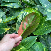 Load image into Gallery viewer, Philodendron Green Congo Nuclear Variegated 4" pot, Fedex 2day*