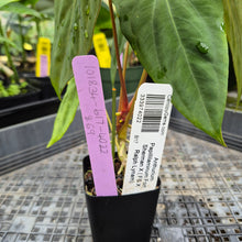 Load image into Gallery viewer, Anthurium Papillilaminum Fort Sherman X ( FS X Ralph Lynam), Ships Nationwide