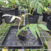 Load image into Gallery viewer, Philodendron Florida Ghost, Exact Plant