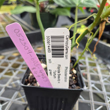 Load image into Gallery viewer, Philodendron Florida Beauty X Tortum, Exact Plant green Form Ships Nationwide