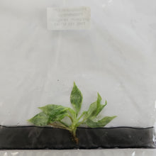 Load image into Gallery viewer, Philodendron Gloriosum snow leopard variegated tissue culture 2DayAir