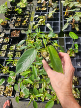 Load image into Gallery viewer, Philodendron Spiritus Sancti 2.5" pot, Fedex 2day*