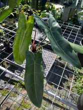 Load image into Gallery viewer, Philodendron Maximum exact plant, Fedex 2day*