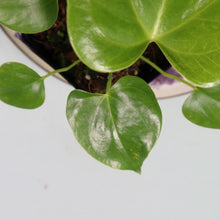 Load image into Gallery viewer, Anthurium Faustomirandae, Faustino'S Giant 2.5" pot, Fedex 2day*