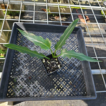 Load image into Gallery viewer, Philodendron Orchid Jungle, Exact Plant Ships Nationwide