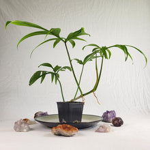 Load image into Gallery viewer, Philodendron Quercifolium 4" pot, Fedex 2day*