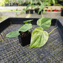 Load image into Gallery viewer, Philodendron Hederaceum, Heart Leaf, Exact Plant Variegated Ships Nationwide