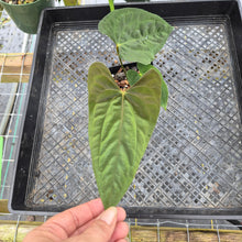 Load image into Gallery viewer, Anthurium (Ace of Spades Dark Form x Kunayalense) x Pap FS 2.5" pot, Fedex 2day*