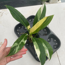 Load image into Gallery viewer, Philodendron Wend Imbe Variegated exact plant, Fedex 2day*