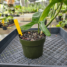 Load image into Gallery viewer, Philodendron Jerry Horne, Exact Plant Large, 6'' pot Ships Nationwide
