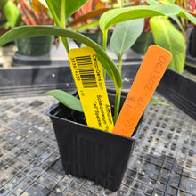Load image into Gallery viewer, Anthurium Scherzerianum "Pig Tail" Speckled, Exact Plant