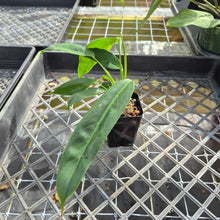 Load image into Gallery viewer, Philodendron Patriciae, Exact Plant Ships Nationwide