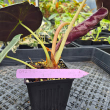 Load image into Gallery viewer, Alocasia Longiloba Grandis x Sanderiana 'Mark Campbell' exact plant, Fedex 2day*