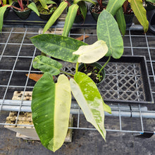 Load image into Gallery viewer, Philodendron Jose Buono, Exact Plant Variegated Ships Nationwide