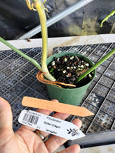 Load image into Gallery viewer, Philodendron Golden Dragon, Exact Plant Variegated Ships Nationwide