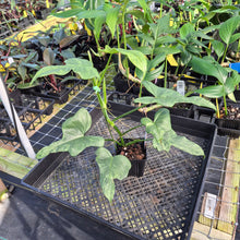 Load image into Gallery viewer, Philodendron Bipennifolium Splash Gordon Variegated Ships Nationwide