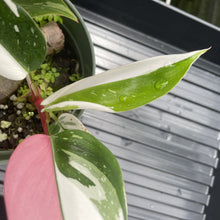 Load image into Gallery viewer, Philodendron White Princess Variegated exact plant, Fedex 2day*