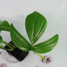 Load image into Gallery viewer, Rhaphidophora Decursiva, Dragon Tail. no shipping: ca,az,tx,la