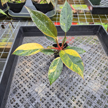 Load image into Gallery viewer, Philodendron Red Congo, Exact Plant Variegated Ships Nationwide