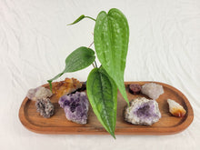 Load image into Gallery viewer, Anthurium Sp. Limon, Exact Plant Ships Nationwide