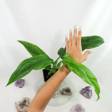 Load image into Gallery viewer, Philodendron Barrosoanum Narrow Form 4" pot, Fedex 2day*